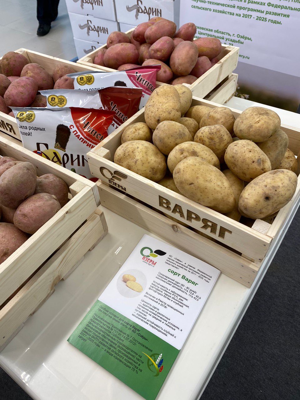 Семенной картофель. НИИ картофельного хозяйства им Лорха. Как выбирать картошку. Кто выявил картофель.