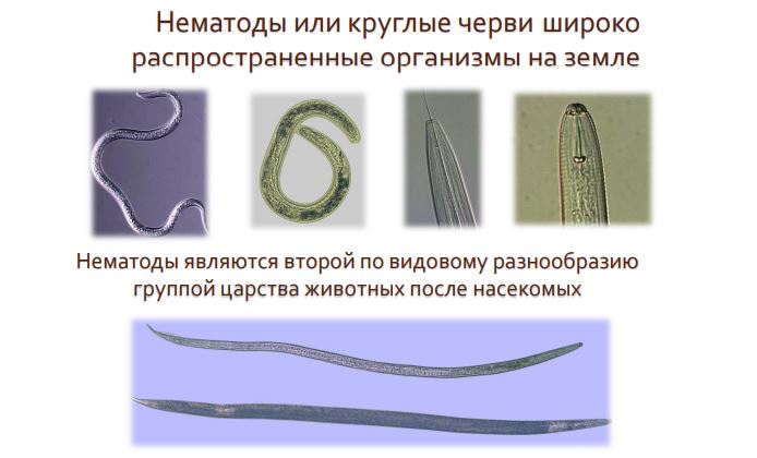 О нематодах