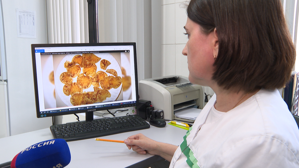 В Иркутске специалисты Россельхознадзора впервые выявили карантинный объект — Зебра чип. Эта бактерия опасна для картофеля, перца, моркови, томатов и сельдерея и способна вызвать полную потерю урожая.

