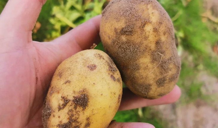 Популярные сорта раннего картофеля в Ставропольском крае - Картофельный Союз