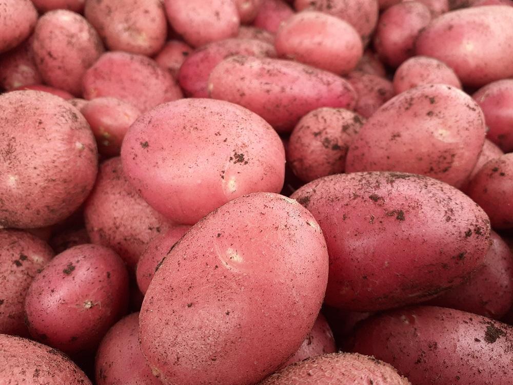 В Белоруссии собрали картофеля на 125 тыс. тонн больше, чем в 2024 году